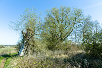 Obraz premium Old broken willow tree