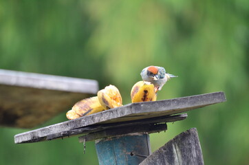 Pájaro en comedero 