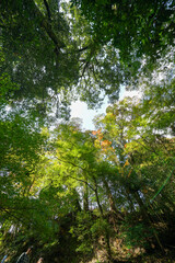 頭上を覆う樹木