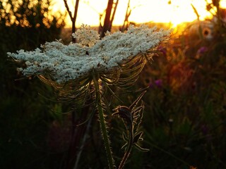 Beautiful white flower at sunset