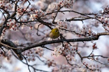 White-eyes bird is looking for you on Cherry blossom.