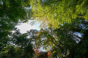 頭上を覆う樹木