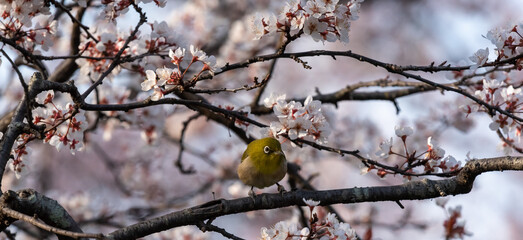 White-eyes bird is looking for you on Cherry blossom.