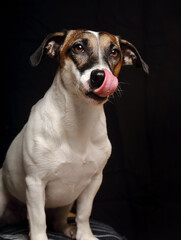 Curious playful jack russell terrier female dog looking fun. Closeup