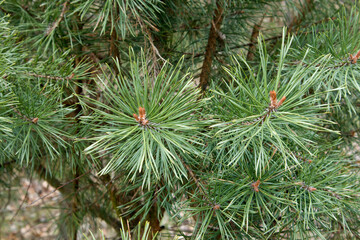 Coniferous branches and small buds evergreen tree close-up macrophoto