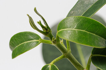 A macro close-up photo of the green leaves of the houseplant stephanotis jasmine. New leaf shoots. Copy space for text