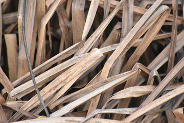 Crushed dried reeds at the beach in Blakeney Sea, UK