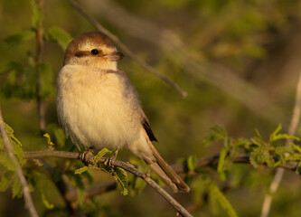 Brown shrike perched on twig, Bahrain