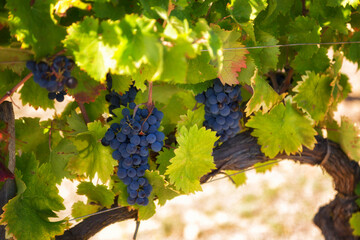 Autumn harvest of grapes close up in summer day