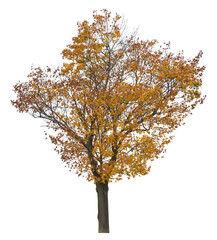 Autumnal maple tree, isolated on white background