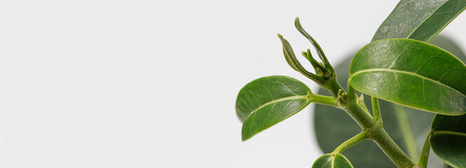 A macro close-up photo of the green leaves of the houseplant stephanotis jasmine. New leaf shoots. Banner place for text