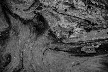 Hardwood Tree Texture Closeup Backgrounds