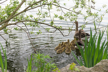 Schwimmende Gänse mit Jungtieren