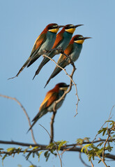Obraz premium European bee-eater perched on acacia tree at hamala, Bahrain