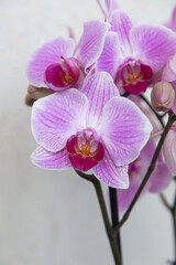 Fototapeta na wymiar Purple orchid flower close up in loft interior, phalaenopsis flowers macro photo