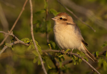 Closeup of a Brown shrike perched on twig, Bahrain