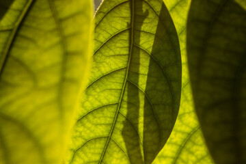 green leaf close-up. deciduous plant macro. leaf structure is extremely close