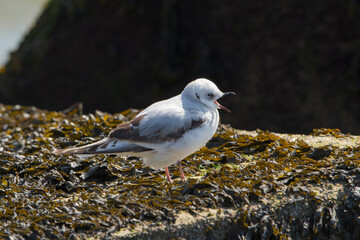 Ross's Gull (Rhodostethia rosea) juvenile yawning perched on a rock on a pier coverde with seaweed in a harbour. This is a very rare species of gull in the Netherlands
