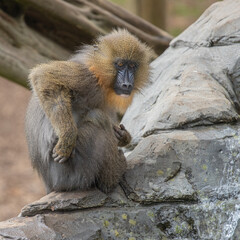 close up of a baboon/mandrill
