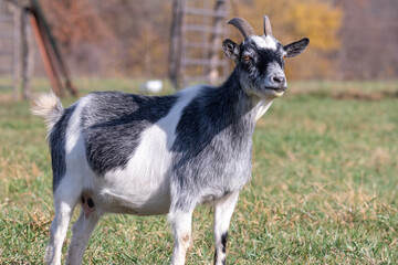 The Pygmy goat, a breed of miniature domestic goat on a green field.