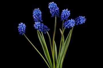 Fototapeta premium Flowers of muscari, isolated on black background