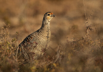 Grey francolin in the morning at Hamala, Bahrain