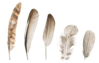 Set of five different feathers on isolated white background.