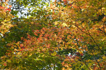 日本楓の紅葉