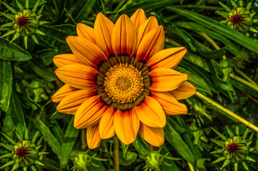 orange gazania blooming on the ground against a background of green leaves
