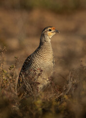 Closeup of a Grey francolin at Hamala, Bahrain