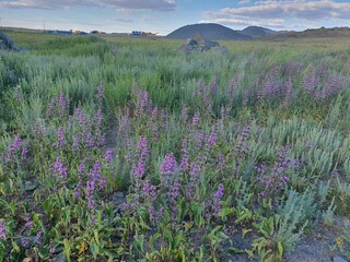 Obraz premium field of lavender