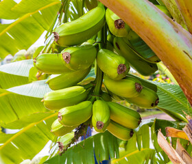 Hawaiian Plantain young green on tree in a sunny day country view, fresh and raw orchard. Platano Hawaianos en el arbor.