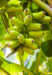 Hawaiian Plantain young green on tree in a sunny day country view, fresh and raw orchard. Platano Hawaianos en el arbor.