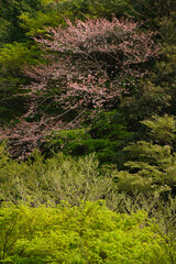 Fototapeta premium 春の新緑 