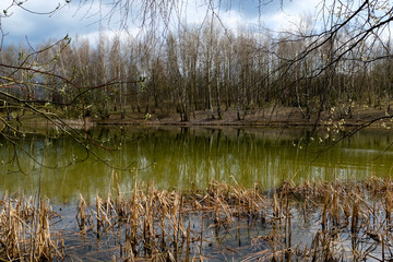 Spring trees are reflected in the lake against the blue sky. The awakening of nature.