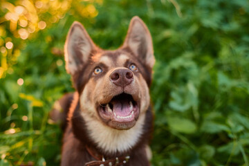 Close up of a cute brown dog looking up on green background
