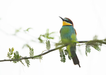 European bee-eater perched on a tree, Bahrain. A highkey image