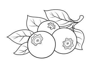 Blueberries. Blackberry Ripe fresh berry. Useful fruit. Eps10