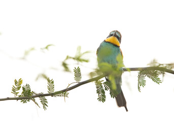 A highkey image of European bee-eater perched on a tree, Bahrain