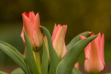 Pierwsze wiosenne tulipany