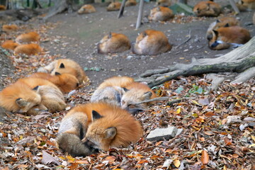 仲良く眠るキツネの群れ