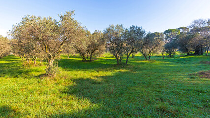 Fototapeta na wymiar Olive Trees Provence