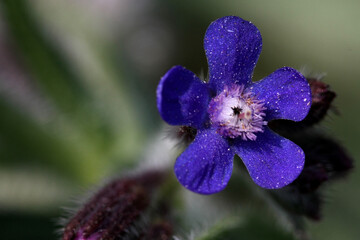 fiore selvatico blu pianta grassa macro