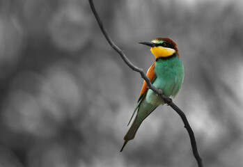Selective monochrome image of a European bee-eater perched on a tree, Bahrain