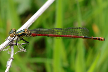 nymphe corps de feu demoiselle libellule