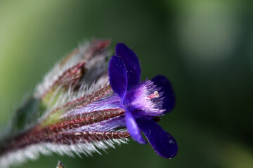 fiore selvatico blu macro