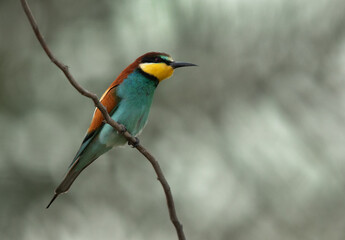 Closeup of a European bee-eater perched on a tree, Bahrain