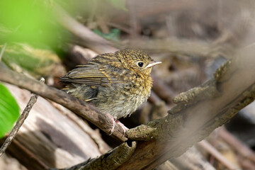 young Robin (Erithacus rubecula) // junges Rotkehlchen - 