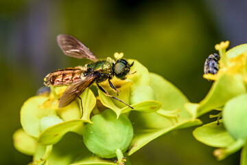 Side view of Chloromyia formosa fly on a flower of Euphorbia serrata
