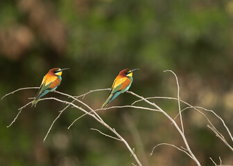 A pair of beautiful European bee-eater perched on a tree, Bahrain